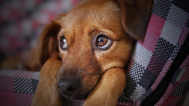 problemy gastryczne u psa